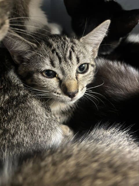 Unknown - Domestic Short Hair