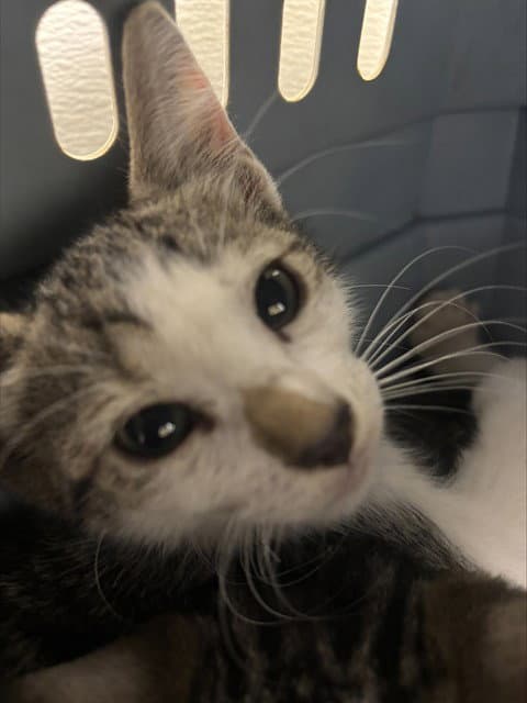 Naomi - Domestic Short Hair