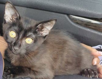 Maven - Domestic Short Hair