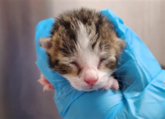 Unknown - Domestic Short Hair