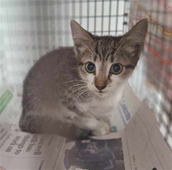 Seth - Domestic Short Hair