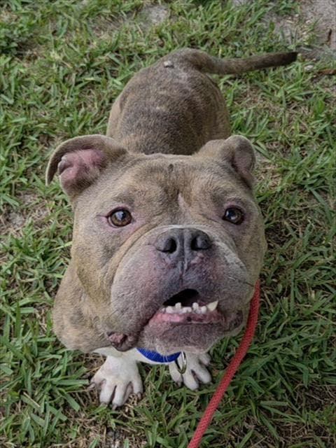 Baylor - American Staffordshire Terrier