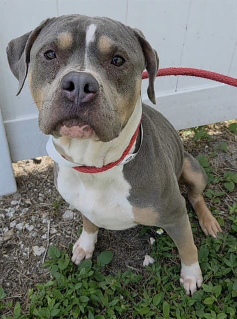 Raya - American Staffordshire Terrier