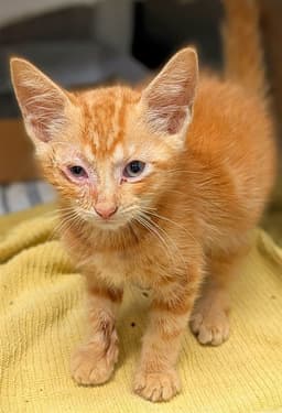Alfie image 1