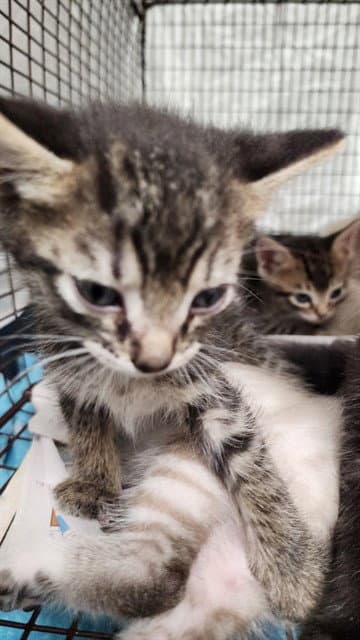 Gallager - Domestic Short Hair