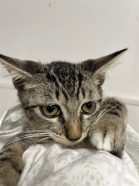 Monkey - Domestic Short Hair