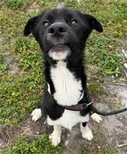 Finn image 1