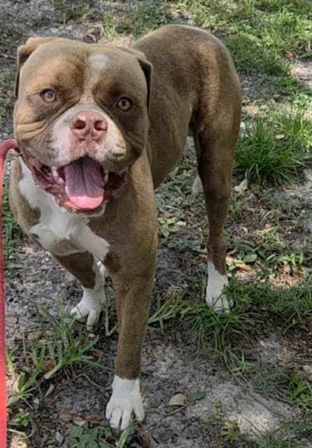Bryson - Bulldog