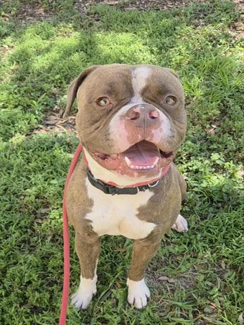 Bryson - Bulldog