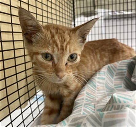 Zuri - Domestic Short Hair