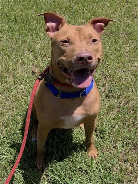 Chili - American Staffordshire Terrier
