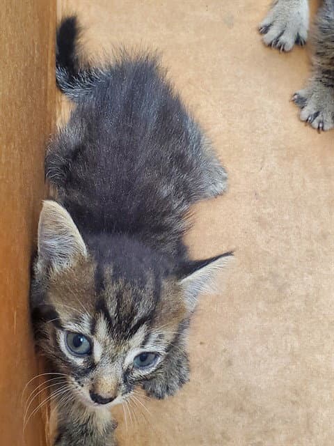 Seth - Domestic Short Hair