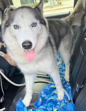 Leo - Siberian Husky