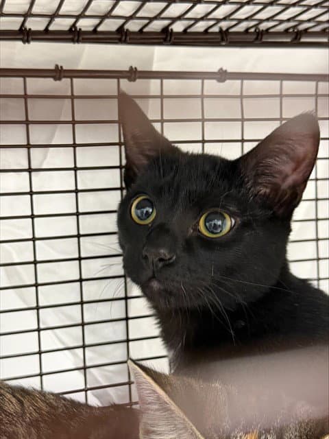 Ann - Domestic Short Hair
