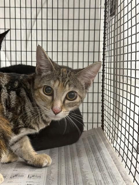 Elisa - Domestic Short Hair