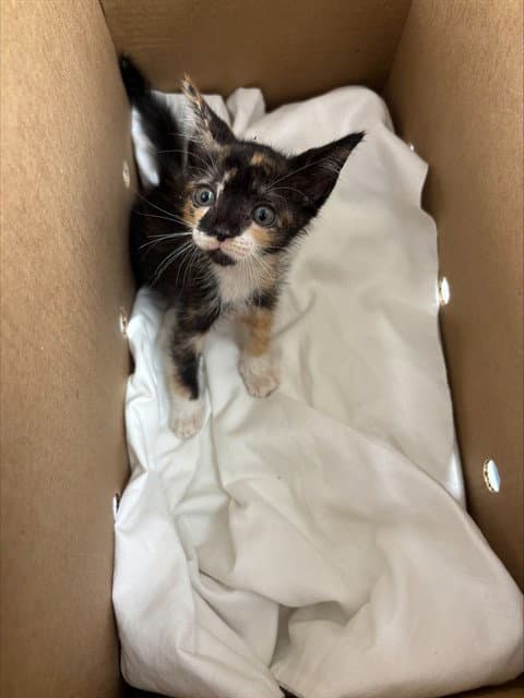 Juniper - Domestic Short Hair