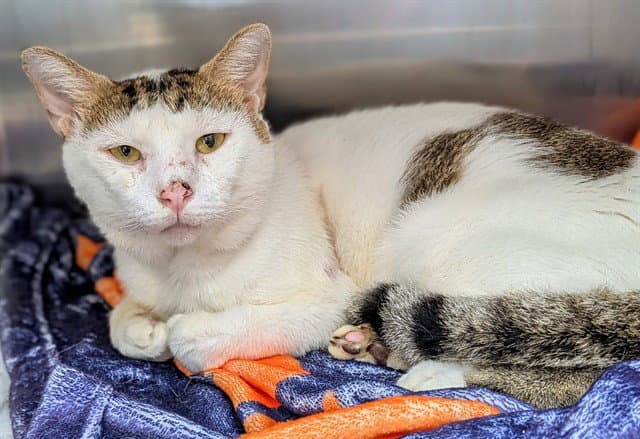 Akon - Domestic Short Hair