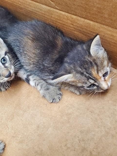Unknown - Domestic Short Hair