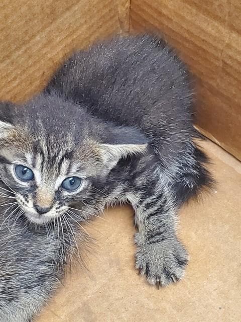 Unknown - Domestic Short Hair
