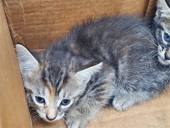 Unknown - Domestic Short Hair