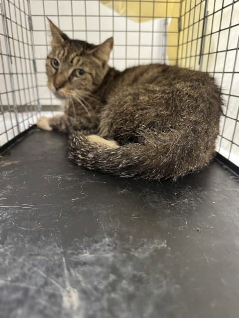 Foster - Domestic Short Hair