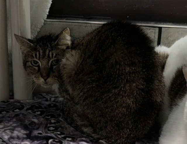 Foster - Domestic Short Hair