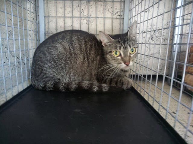 Cranberry - Domestic Short Hair