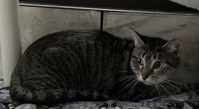 Cranberry - Domestic Short Hair