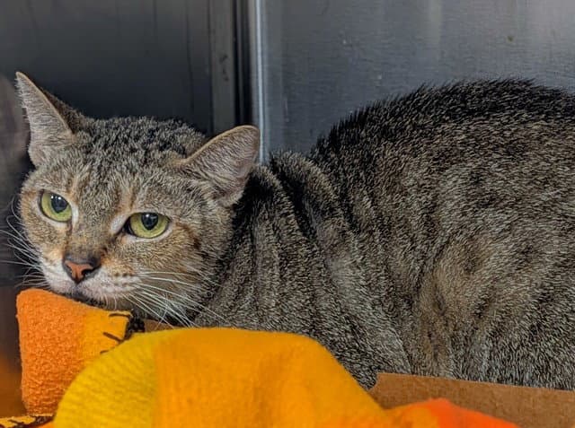 Carey - Domestic Short Hair