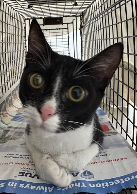 Unknown - Domestic Short Hair