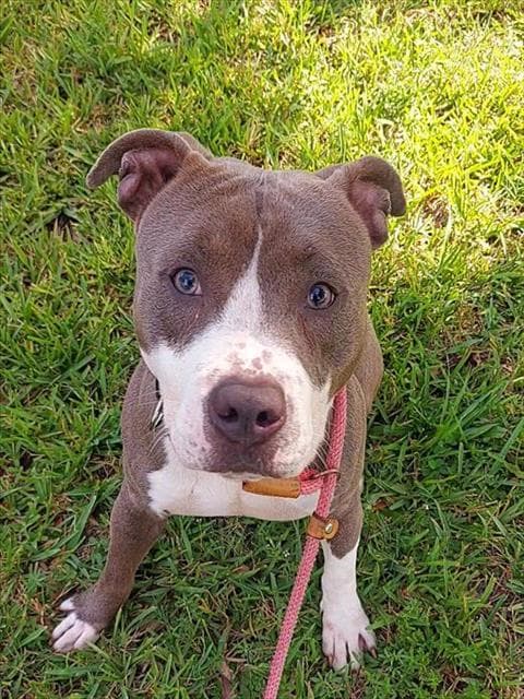 Jamie - American Staffordshire Terrier