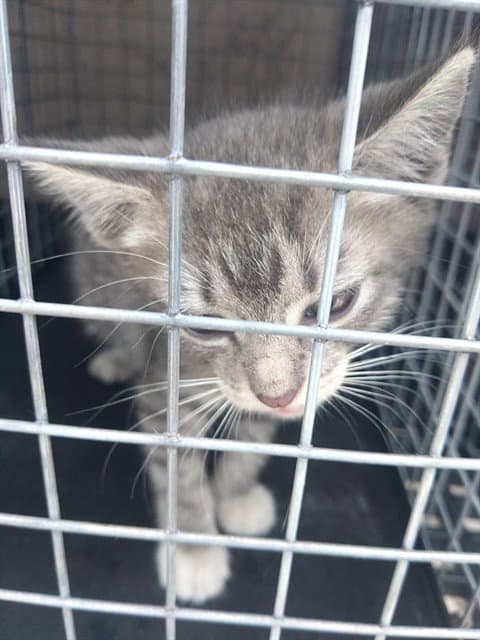 Seeker - Domestic Short Hair