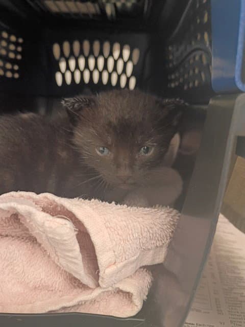Unknown - Domestic Short Hair