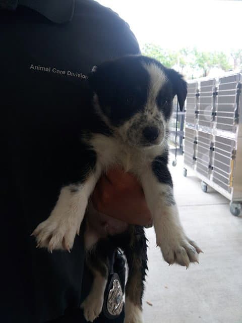 Patch - Catahoula Leopard Dog