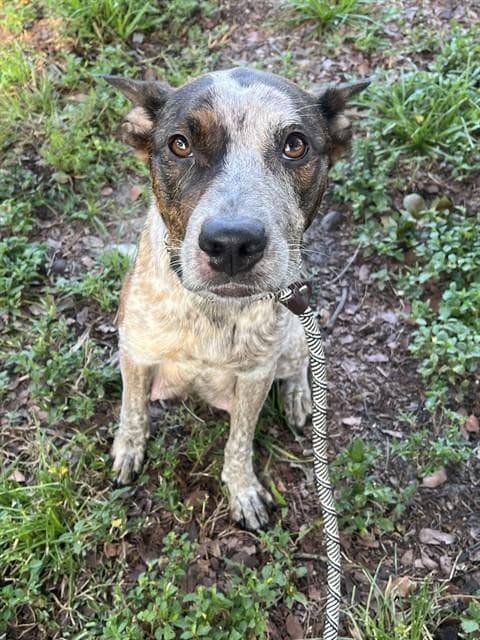 Nova - Catahoula Leopard Dog