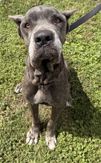 Nova - Cane Corso Mastiff