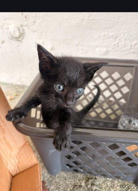 Unknown - Domestic Short Hair