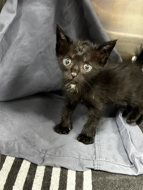 Unknown - Domestic Short Hair