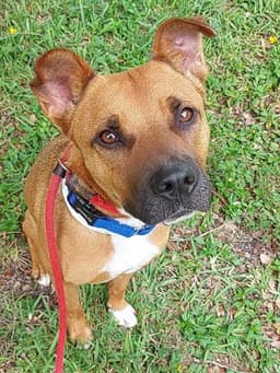 Canela image 1
