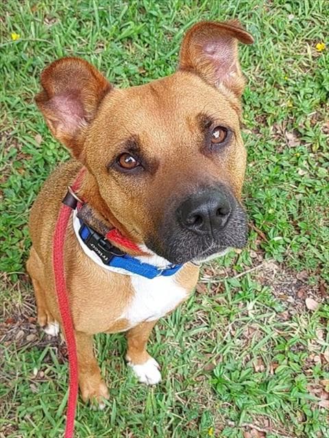 Canela - American Staffordshire Terrier