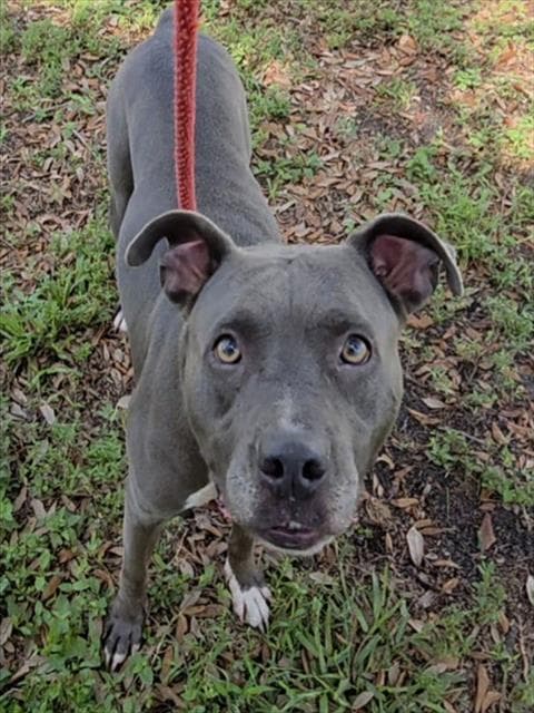 Stary - Pit Bull Terrier