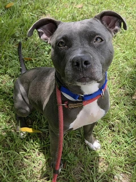 Stary - Pit Bull Terrier