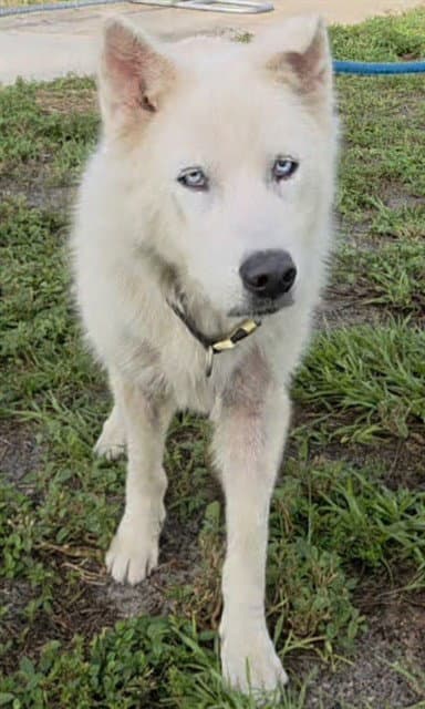 Lily - Siberian Husky
