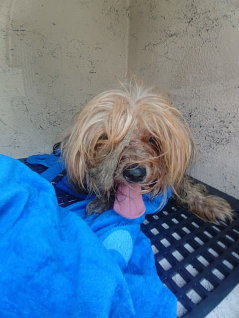 Maya - Yorkshire Terrier Yorkie