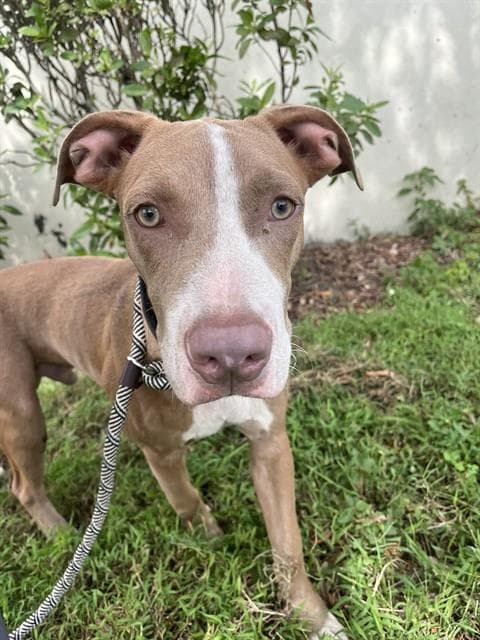 Pac Man - American Staffordshire Terrier