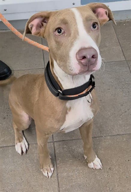 Pac Man - American Staffordshire Terrier