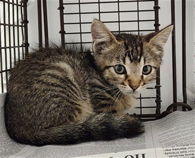 Mason - Domestic Short Hair