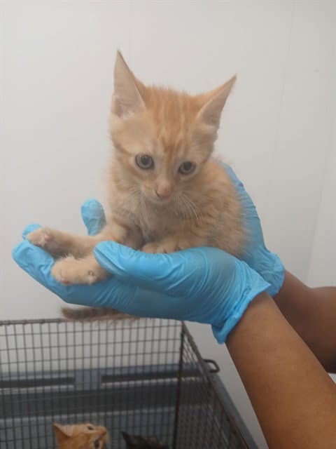 Unknown - Domestic Short Hair