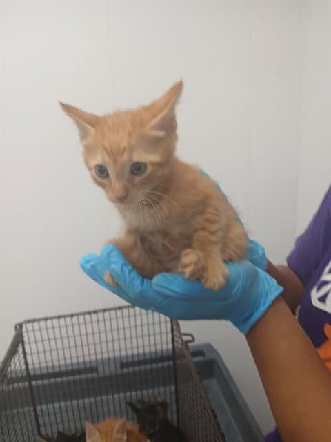 Unknown - Domestic Short Hair