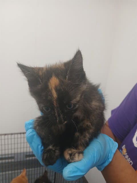 Unknown - Domestic Short Hair